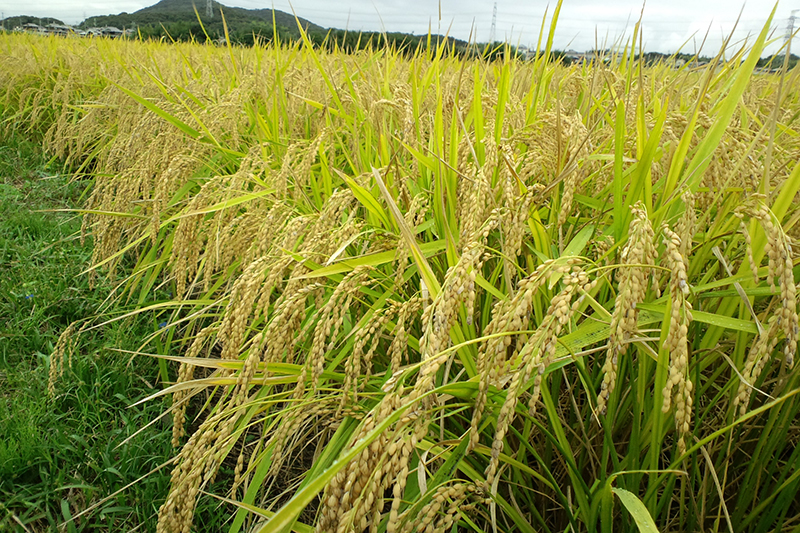 加古川燻製親鳥はお米育ち